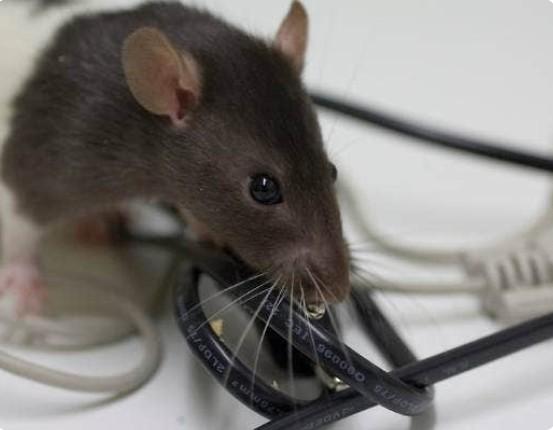 Ratpest Controlperth